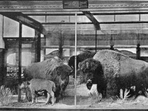 buffaloVitrineWeb